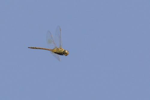 Réf. 237 700 : Anax ephippiger